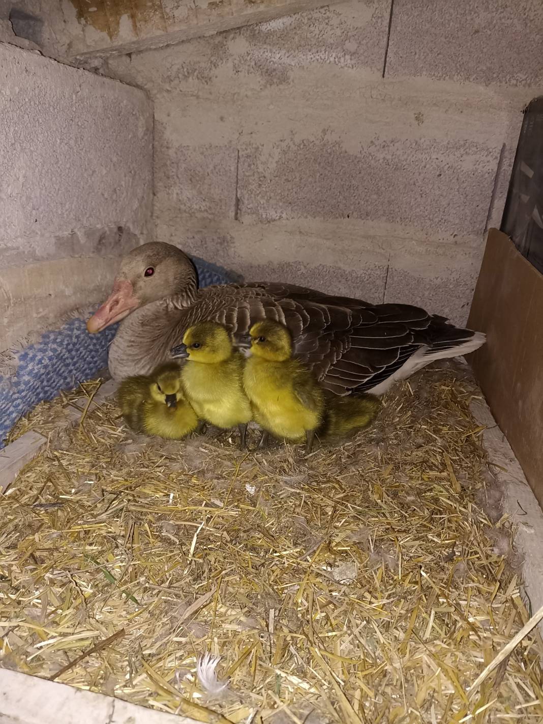 Günün güzel haberi: Konyalı şoför yaptığıyla alkış aldı 1